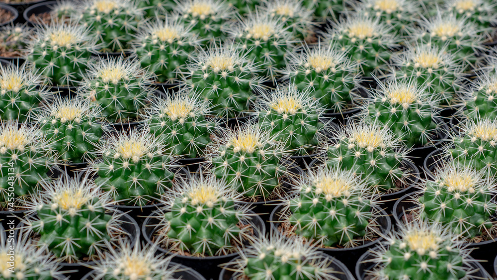 pattern of hedgehog cactus, sea-urchin cactus or Easter lily cactus. Mix of Echinopsis cactus in nursery garden. pattern of hedgehog cactus, sea-urchin cactus or Easter lily cactus. Mix of Echinopsis cactus in nursery garden.