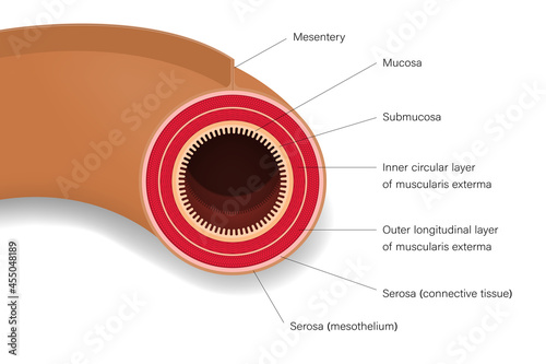 Small intestine. Cross section of human intestinal jejunum. Digestive organ. Medical education.