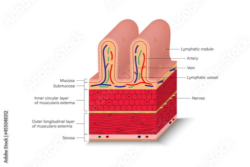 Cross section of intestinal jejunum. Digestive organ. Medical education.