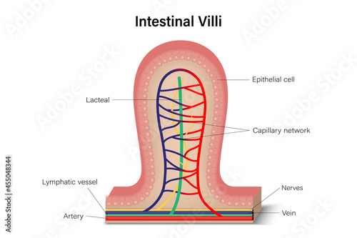 Intestinal villus cross section. Anatomy of intestinal villi. Digestive organ. Medical education. photo