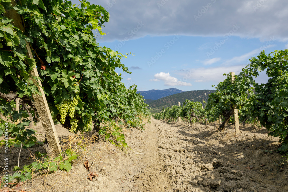 Summer sunny day in a vineyard among the mountains. Ripe grapes on a branches.
