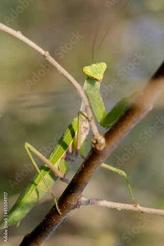 Green mantis looking into the camera in its natural setting. Praying mantis sitting on a branch of a bush.