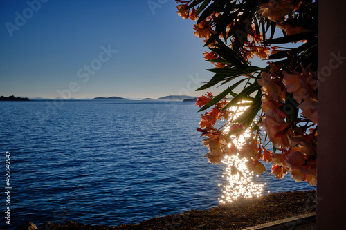 Oleander am Meer, Abenstimmung, Sonnenuntergang   © Thilo