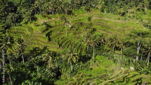 Rice field, beautiful rice terraces, Ubud, Bali.