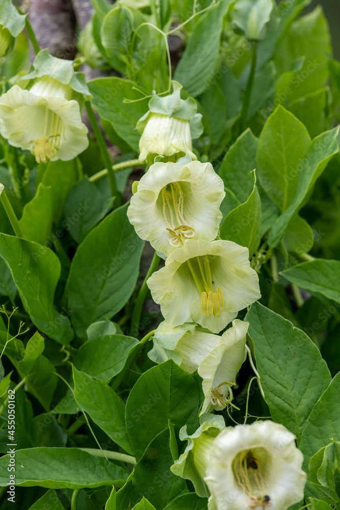 Close up of flowers on a cup and saucer (cobaea scandens) vine Close up of flowers on a cup and saucer (cobaea scandens) vine
