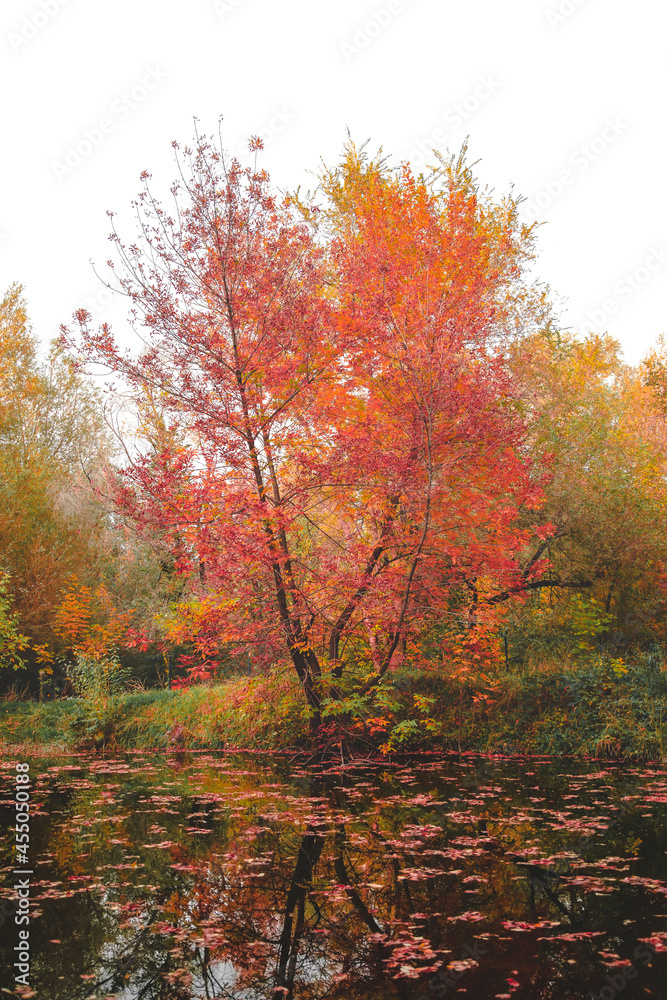 Beautiful fall landscape with yellow trees and fallen leaves in a pond