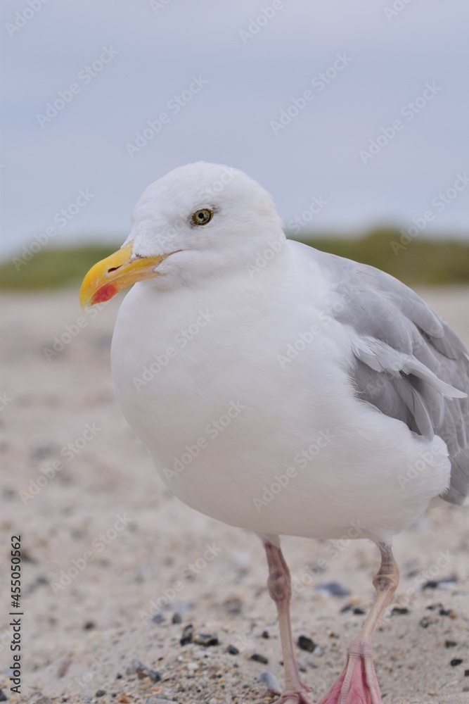 A seagull is sitting at the beach as a close up A seagull is sitting at the beach as a close up