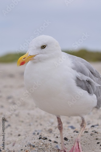 A seagull is sitting at the beach as a close up