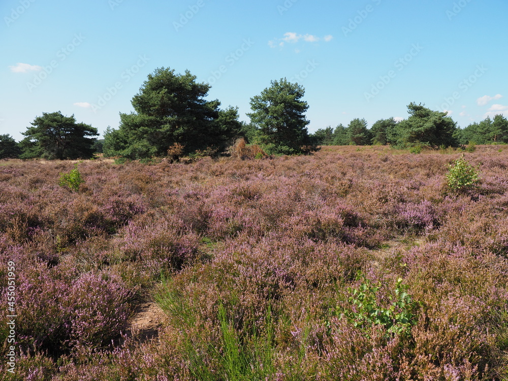 Die Mehlinger Heide bei der pfälzischen Ortschaft Mehlingen ist die größte Heide Süddeutschlands Die Mehlinger Heide bei der pfälzischen Ortschaft Mehlingen ist die größte Heide Süddeutschlands