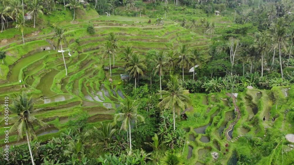 Beautiful view of Balinese rice terraces, Ubud, Bali. Beautiful view of Balinese rice terraces, Ubud, Bali.