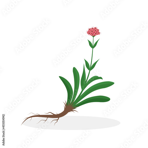 Vector illustration, Spikenard (Nardostachys jatamansi), or nard, nardin, muskroot, medicinal plant in Ayurvedic medicine.