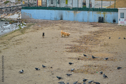 Dog and many seagulls and doves and pigeon in beach of mudanya photo
