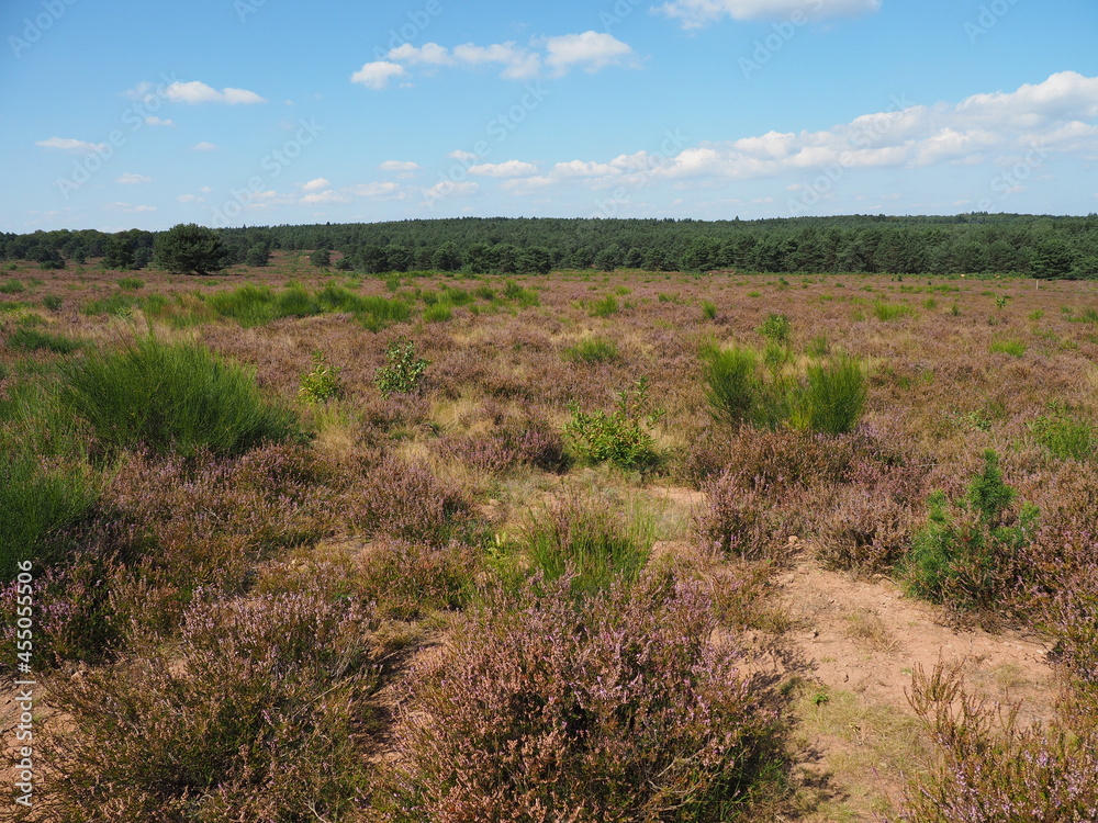 Die Mehlinger Heide bei der pfälzischen Ortschaft Mehlingen ist die größte Heide Süddeutschlands Die Mehlinger Heide bei der pfälzischen Ortschaft Mehlingen ist die größte Heide Süddeutschlands