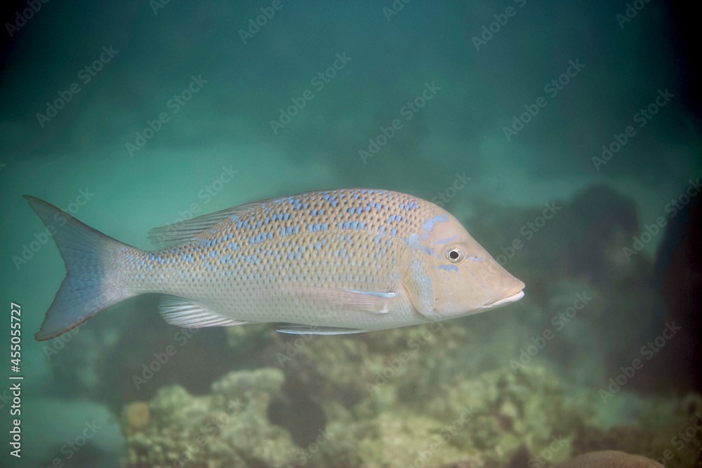 Lethrinus nebulosus Lethrinus nebulosus