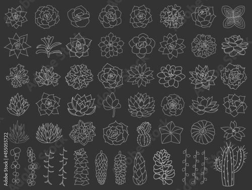Succulent and cacti vector set. Hand drawn desert flower illustration in doodle style. Set plants with white outline. Silhouette succulents on black background. Echeveria, aloe and cactus