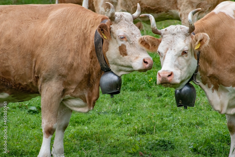 Beautiful swiss cows. Alpine meadows. Mountains. Beautiful swiss cows. Alpine meadows. Mountains.