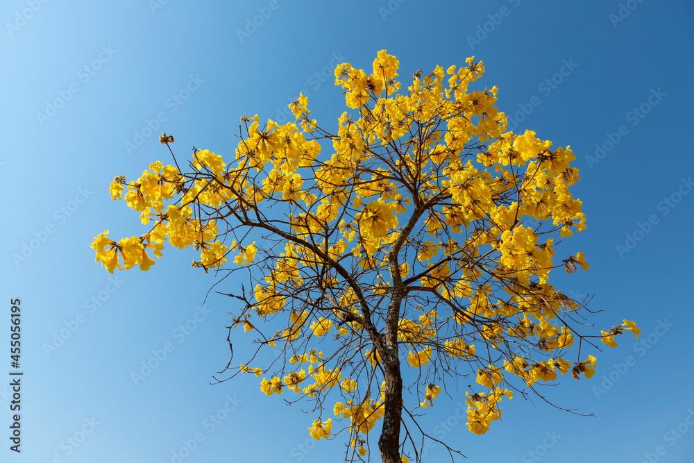 flowering yellow ipe tree with blue sky