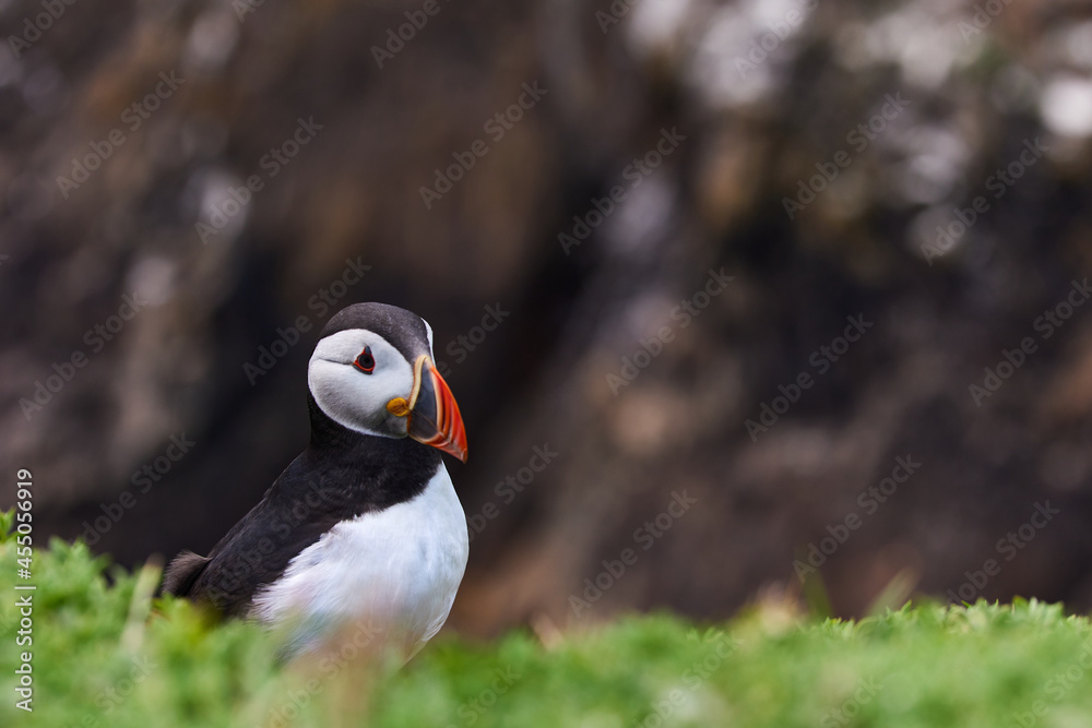 Naklejka premium puffin standing on a rock cliff . fratercula arctica