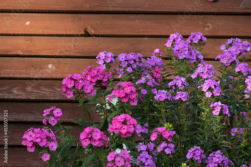 Different color variations of Phloxes by a reddish wooden wall in European garden. 