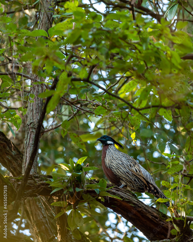 koklass pheasant or Pucrasia macrolopha portrait a high altitude bird in natural green background perched on tree at foothills of himalaya during winter wildlife excursion at uttarakhand india