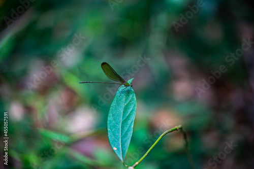 forest green dragonfly on leaf © Boonlert