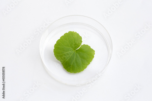 Fresh leaf of gotu kola in petri dish on white background.