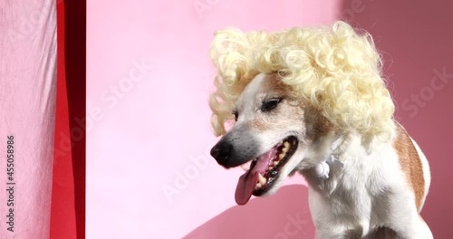 White brown dog Jack Russell Terrier in blond curly wig heavily breathes with tongue hanging out posing on pink background photo
