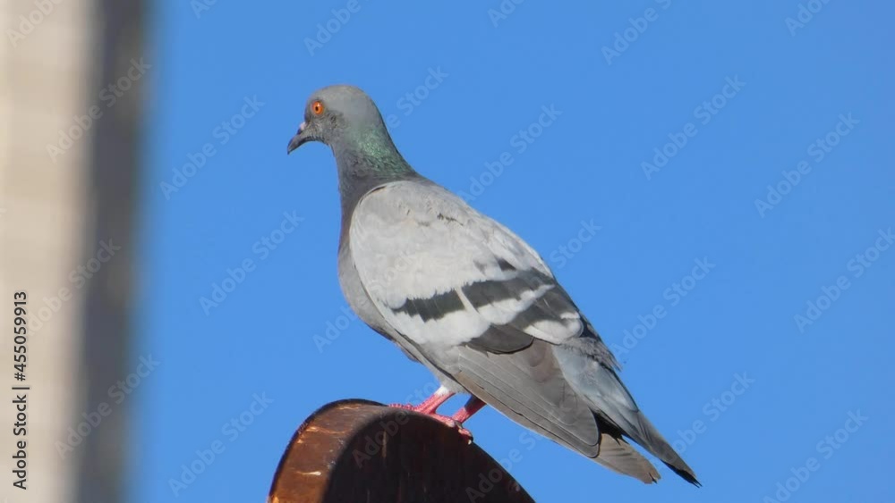 pigeons mating on roof, wild pigeons nest on house roofs, pigeons mating on roof, wild pigeons nest on house roofs,