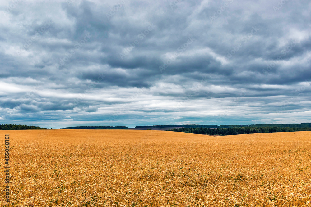 field of yellow ripe wheat on a cloudy day