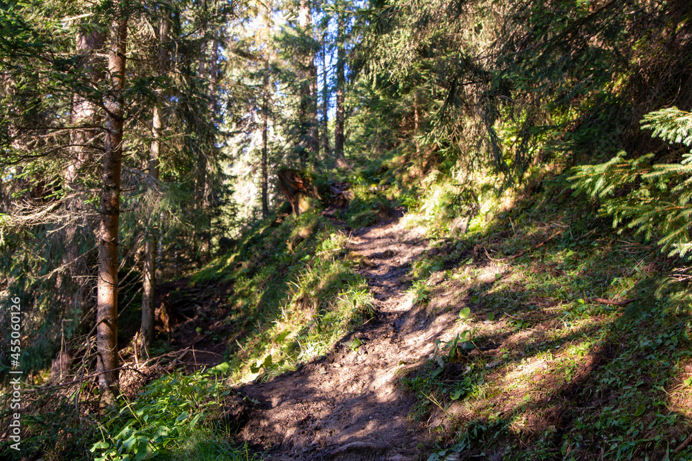 Idyllic hiking trail in a forest Idyllic hiking trail in a forest