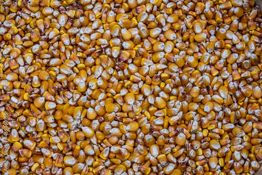 dry yellow corn grain background dry yellow corn grain background