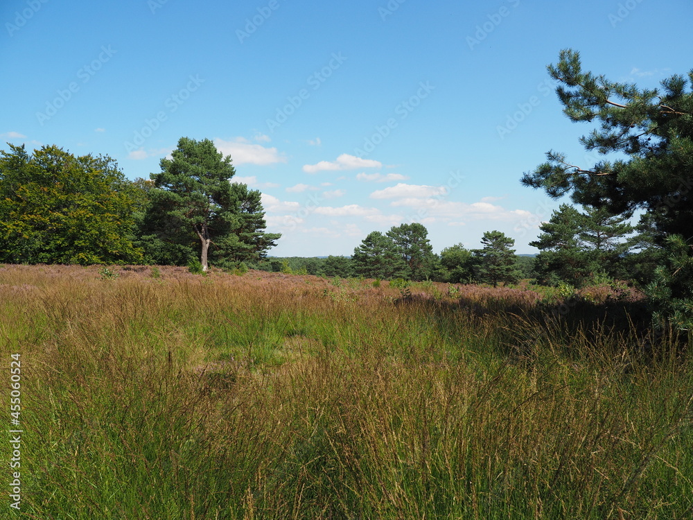 Die Mehlinger Heide bei der pfälzischen Ortschaft Mehlingen ist die größte Heide Süddeutschlands