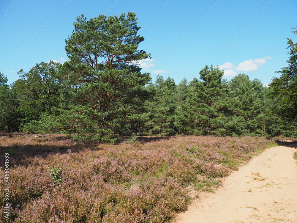 Fototapeta premium Die Mehlinger Heide bei der pfälzischen Ortschaft Mehlingen ist die größte Heide Süddeutschlands