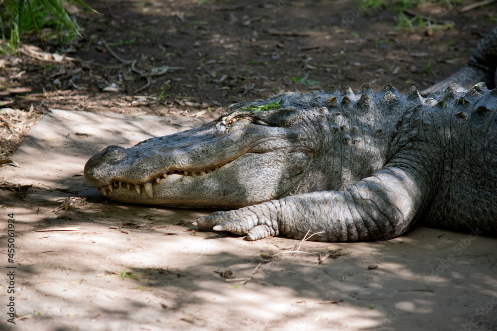 Obraz premium this is a side view of an alligator