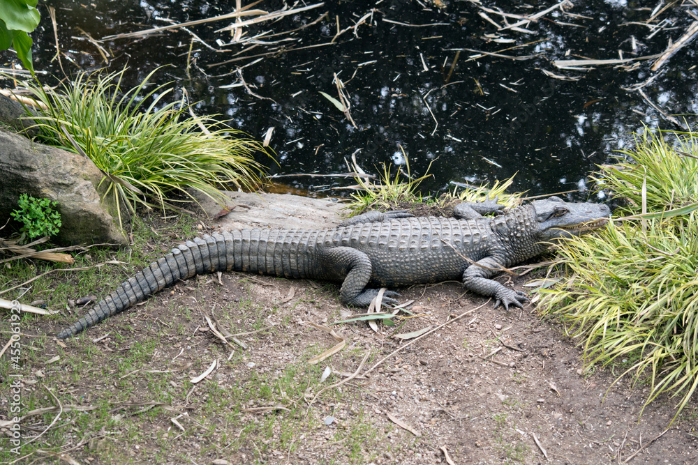 the alligator is resting on the bank of a stream the alligator is resting on the bank of a stream