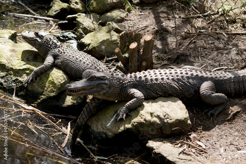 the two alligators are resting on rocks