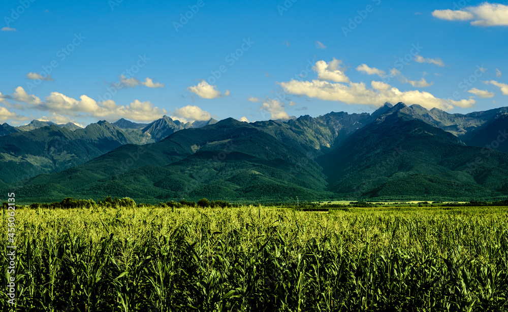 cornfield at the base of the mountain cornfield at the base of the mountain
