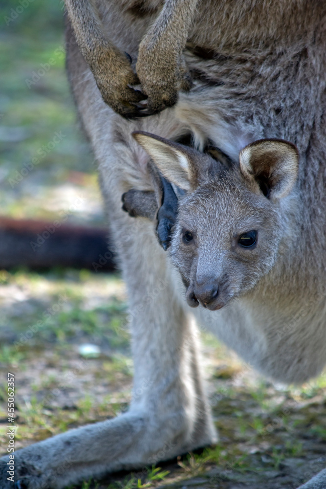 the joey is resting in his mothers pouch