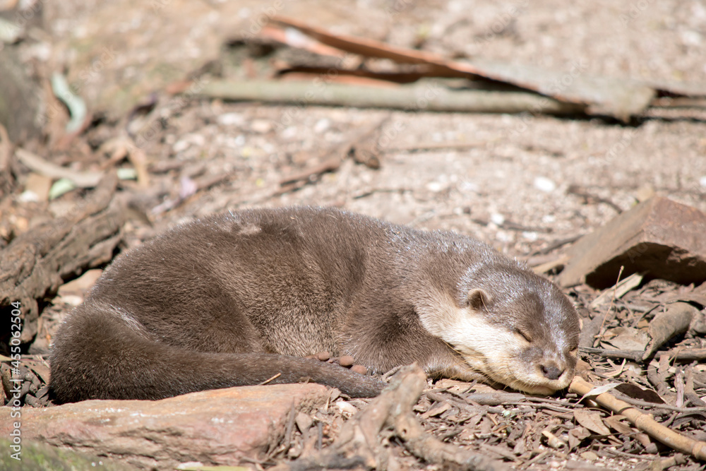 Obraz premium the Asian small-clawed otter is resting in the sun