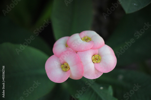 Anise (Crown of thorns plant) is a popular flowering ornamental plant. Because the flowers are colorful, have a variety of colors, bloom in large bouquets, have small stems and few leaves.