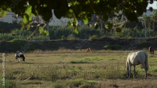 Horses eating in the field