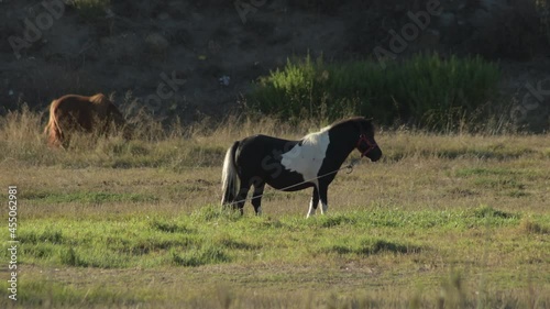 Horses in the field at sunset