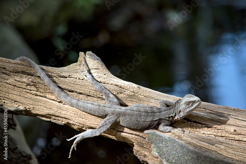 the water dragon lizard is climbing over a log
