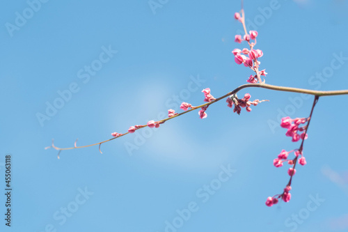 Beautiful Bright Pink oriental flower Cherry Blossoms botany against outdoors  Blue Sky in spring. Abstract romantic feeling.