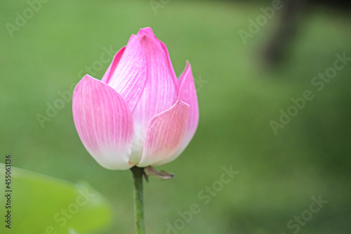 Beautiful Pink Lotus. Lotus a beauty for the water garden Nature photography flowers. Close up of lotus bud with green back ground