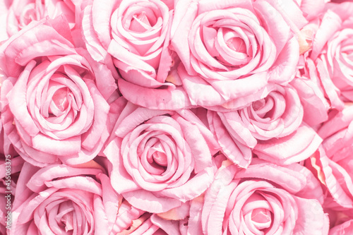 Selective focus Beautiful Pink flowers background . abstract soft sweet pink flower background .Beautiful  pink roses flower blossom flower background design floral . valentine s day backgroud