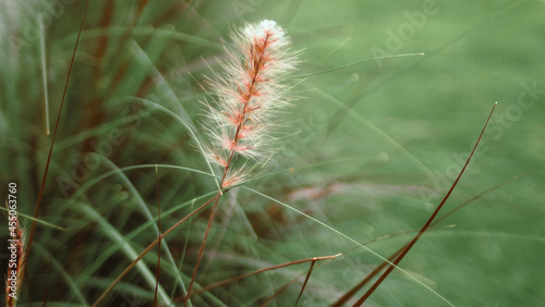 wild flower meadow brown green color blur nature background