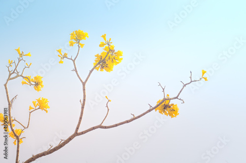 yellow flowers blossom in spring summer  time on blue sky background.