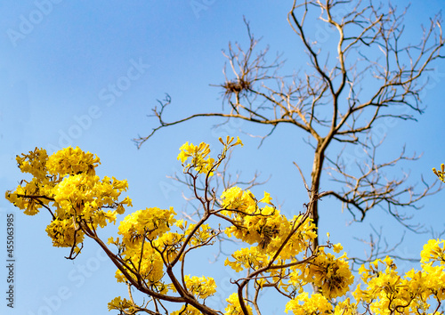 yellow blossom Flower spring summer time against a background of the blue sky beautiful nature