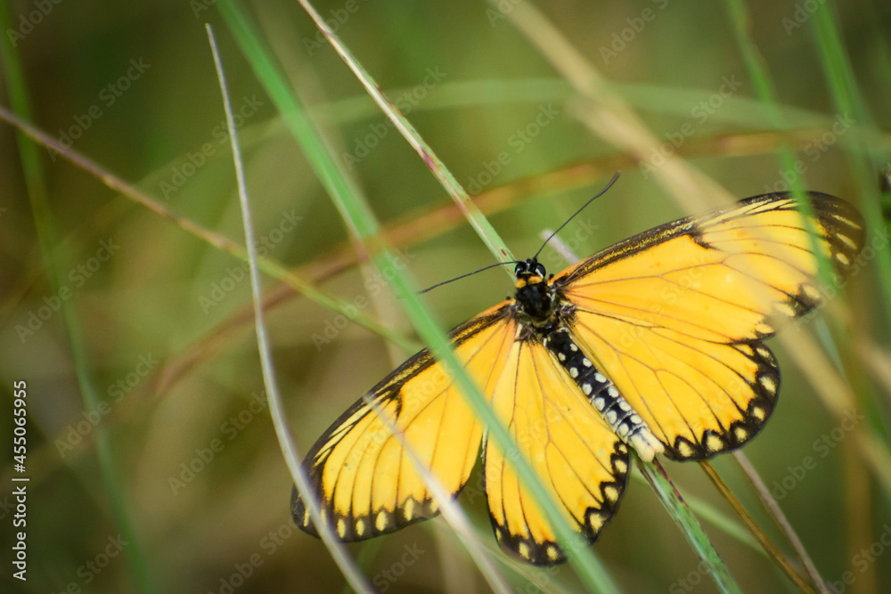 Fototapeta premium butterfly on a leaf.